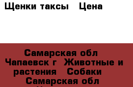 Щенки таксы › Цена ­ 3 000 - Самарская обл., Чапаевск г. Животные и растения » Собаки   . Самарская обл.,Чапаевск г.